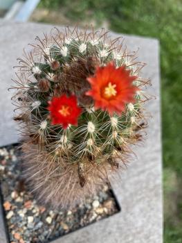 Parodia hausteiniana